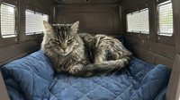 Tabby cat with long fur resting on blue quilted bedding inside dark transport carrier with ventilation windows, suitable for pet travel, veterinary, and animal care concepts.