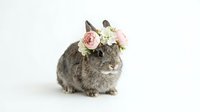 Adorable gray rabbit wearing pink and white flower crown sitting on white background, perfect for Easter decorations and spring celebrations.
