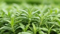 Fresh rosemary herb grows in garden, extreme close up of aromatic green leaves and stems showing detailed texture and natural pattern. Perfect for culinary designs.