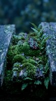 Green moss and ferns growing on weathered wooden log in forest creating natural garden ecosystem with organic textures and peaceful woodland atmosphere.