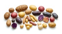 Assorted colorful potato varieties including russet, red, purple, and fingerling potatoes isolated on white background for cooking and agriculture designs.