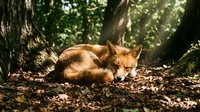 Red fox resting on forest floor among tree roots and fallen leaves, surrounded by dappled sunlight filtering through dense woodland canopy foliage.