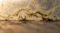 Young snake slithering across sandy desert ground with natural texture and warm lighting creating wildlife habitat scene.