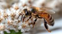 Honeybee collecting nectar from white spring blossoms in garden. Close-up macro photography shows pollinator at work on flowering branch for nature and agriculture themes.