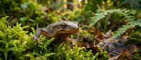 Brown toad sitting on green moss in natural forest habitat with ferns and fallen leaves creating woodland ecosystem scene for nature photography.