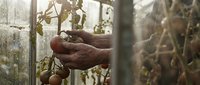 Farmer harvesting ripe tomatoes in greenhouse, holding fresh produce with soil-covered hands, sustainable agriculture and organic farming concept.