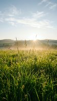 Sunrise over lush green meadow with wildflowers and grass, golden sunlight breaking through morning mist in rural countryside landscape.