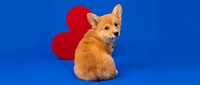 Adorable orange fox cub sitting with red heart shape on bright blue background for Valentine's Day romantic greeting cards and love-themed designs.