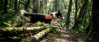 Border collie dog jumping over fallen log in lush green forest during outdoor adventure training exercise.