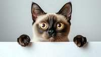 Adorable Siamese kitten with bright yellow eyes peeking over white surface with paws visible, perfect for pet care marketing and animal lover content.