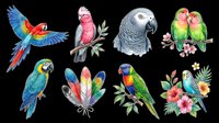 Colorful parrot collection featuring macaws, cockatoos, and parakeets isolated on transparent background, ready for t-shirt designs, stickers, clipart, and print-on-demand products.