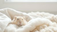 Adorable white hamster peeking out from soft cream bedding in cozy bedroom setting for pet care and comfort concepts.