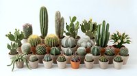 Large collection of various cacti and succulents in terracotta pots arranged on white background, perfect for home decor and gardening projects.