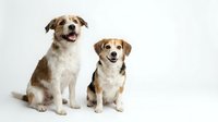 Two adorable mixed breed dogs sitting together on white background, perfect for pet care advertising, veterinary clinics, and animal adoption campaigns.