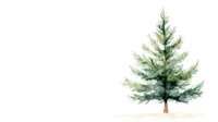 Watercolor pine tree on white background, minimalist winter nature illustration for holiday cards and seasonal designs.