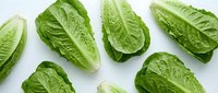 Fresh green romaine lettuce leaves arranged on white background for healthy cooking and salad preparation in kitchen.