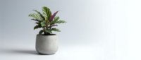 Small prayer plant with purple undersides in modern concrete pot on white background for minimalist home decor and indoor gardening concepts.