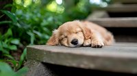 Golden retriever puppy sleeping peacefully on outdoor wooden steps surrounded by lush green garden foliage with soft bokeh background.