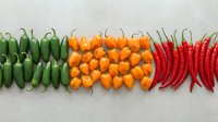 Colorful assortment of fresh hot peppers arranged in rows on a light gray surface, showcasing green jalapenos, orange habaneros, and red chili peppers.