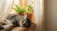 Tabby cat resting on a cozy windowsill with soft curtains and potted plants in warm natural light.
