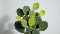 Green prickly pear cactus with flat oval pads and spines isolated on white background for botanical design and desert plant decoration projects.