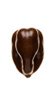 Isolated dark brown beetle specimen viewed from above on white background, suitable for entomology education, scientific illustration, and nature design projects.