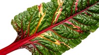 Vibrant red and green chard leaf with prominent crimson veins isolated on white background, suitable for culinary, nutrition, and healthy eating design projects.