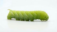 Green caterpillar larva crawling on white background, suitable for nature, wildlife, education, and biology learning materials.