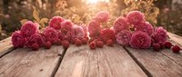 Pink garden roses arranged on rustic wooden surface with warm sunlight filtering through foliage, suitable for floral design, greeting cards, and spring celebrations.