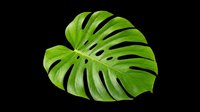 Vibrant green monstera leaf isolated on transparent background, ready for design use in t-shirts, clipart, stickers, sublimation, and print-on-demand products.
