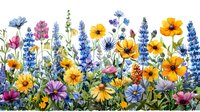 Colorful wildflower meadow with yellow coneflowers, blue lupines, pink cosmos and purple blooms against white background, botanical floral border arrangement.