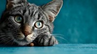 Adorable gray tabby cat with striking yellow eyes lying on turquoise blue surface, domestic pet portrait for veterinary, animal care and feline lover concepts.