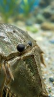 Close-up macro shot of brown insect compound eye and head with detailed texture against blurred natural outdoor background for entomology studies.
