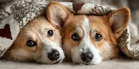Two adorable Welsh Corgi dogs snuggling together under a cozy patterned blanket, creating a warm and intimate portrait of canine companionship.