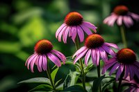 Purple coneflowers in bloom against blurred green background, showing delicate petals and prominent brown centers in natural garden setting.