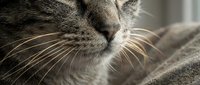 Peaceful tabby cat sleeping comfortably on soft blanket showing detailed whiskers and fur texture in warm natural lighting for pet care content.