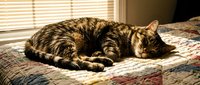 Tabby cat sleeping peacefully on a colorful quilt in warm sunlight streaming through window blinds, cozy home interior.