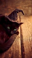 Black cat wearing witch hat on wooden floor with green eyes for Halloween celebration and spooky seasonal decorations.