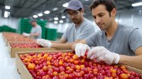 Hispanic male workers in protective gear sorting fresh red tomatoes at food processing facility. Quality control in modern warehouse with green containers.