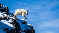 White mountain goat climbing snowy rocky cliff against blue sky in winter wilderness habitat displaying natural agility and survival instincts.