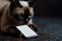 Siamese cat with dark points and blue eyes looking at blank smartphone screen on dark surface with golden sparkles.