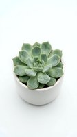 Green succulent plant in white ceramic pot isolated on white background for home decor and gardening projects.