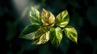 Variegated tropical plant leaves glowing in soft sunlight against a dark green background, showcasing natural texture and color contrast.