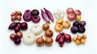 Assorted onion varieties including red, white, yellow, and purple types arranged on white background, isolated for culinary, cooking, recipe, and food styling projects.
