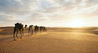 Camel caravan crossing golden sand dunes at sunset in desert landscape with dramatic cloudy sky and warm lighting for travel and adventure concepts.