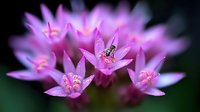 Macro shot of tiny pink star-shaped flowers with honey bee collecting nectar against dark background, soft focus creates dreamy botanical atmosphere.