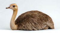 Ostrich chick with brown feathers and long neck sitting against white background, isolated wildlife photography for nature and animal designs.