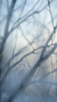 Delicate winter frost patterns on glass surface with soft blue tones and organic crystalline formations creating ethereal natural texture for seasonal designs.