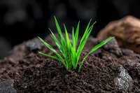 Young green grass sprout growing from rich dark soil against black background, representing new life, growth, and spring awakening. Macro photography for nature concepts.