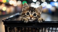 Curious tabby kitten with wide eyes peeking over edge of black box against blurred bokeh lights, suitable for pet care, animal greeting cards, and social media content.